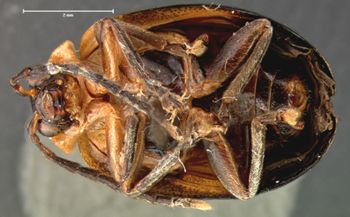 Media type: image; Entomology 19419   Aspect: habitus ventral view